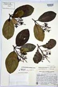 Viburnum odoratissimum image