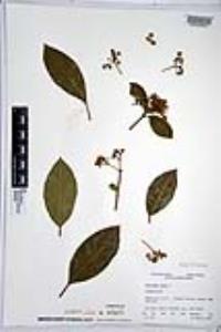 Viburnum tinus image