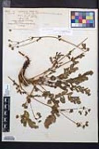Horkelia cuneata image