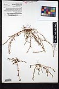 Plagiobothrys leptocladus image