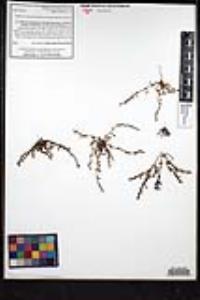 Plagiobothrys leptocladus image