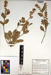 Dithyrea californica image