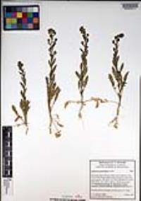 Lepidium pinnatifidum image