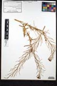 Sisymbrium irio image