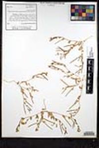 Tropidocarpum gracile image