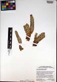 Opuntia basilaris image
