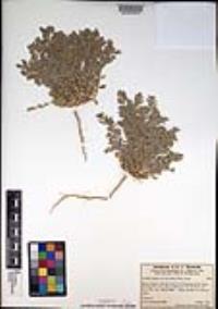 Atriplex elegans var. fasciculata image