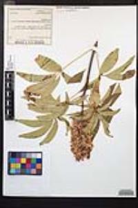 Aesculus californica image