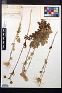 Geum aleppicum image