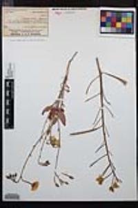 Chylismia brevipes image