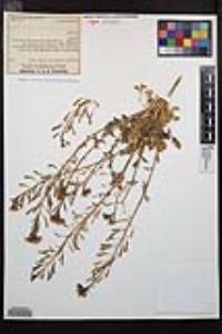 Chylismia claviformis image