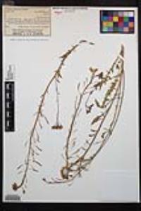 Chylismia claviformis image