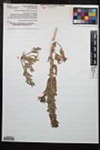 Camissoniopsis hirtella image