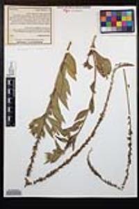 Oenothera curtiflora image