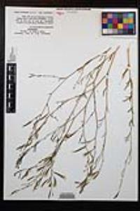 Gayophytum eriospermum image