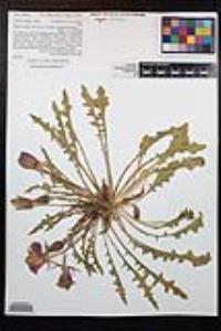 Oenothera cespitosa subsp. marginata image