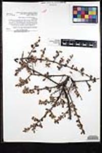 Ceanothus cuneatus var. cuneatus image