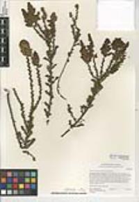 Adenostoma fasciculatum image