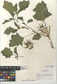 Datura ferox image