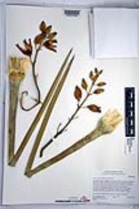 Hesperoyucca whipplei image