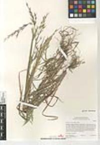 Bromus arizonicus image