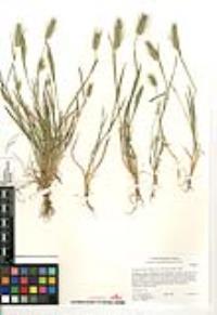 Hordeum marinum image