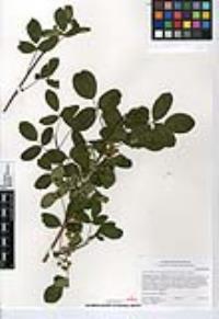 Toxicodendron diversilobum image