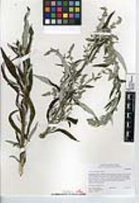 Artemisia douglasiana image
