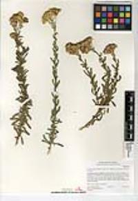 Isocoma menziesii var. vernonioides image