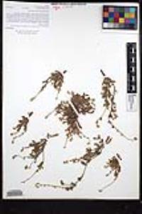Plagiobothrys collinus var. fulvescens image