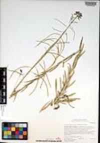 Boechera californica image