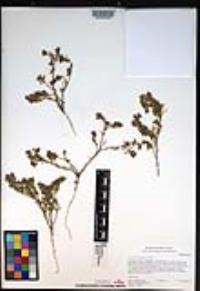 Lepidium didymum image