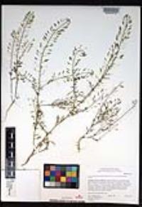 Descurainia pinnata subsp. brachycarpa image