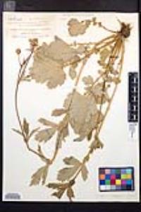 Geum macrophyllum image