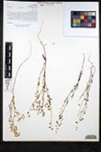 Thysanocarpus curvipes subsp. eradiatus image