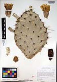 Opuntia littoralis image