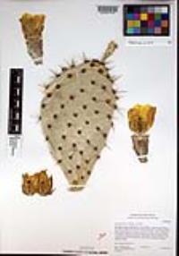 Opuntia littoralis image