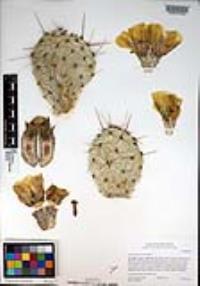 Opuntia phaeacantha image