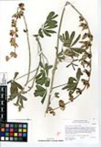Lupinus longifolius image