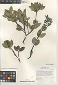 Garrya veatchii image