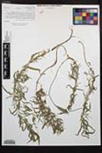 Epilobium canum image