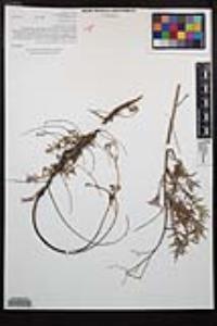 Epilobium canum subsp. canum image