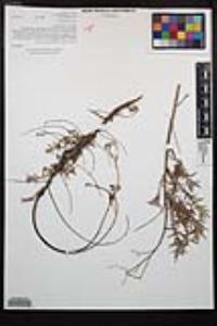 Epilobium canum image