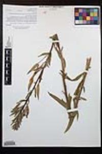 Oenothera elata image