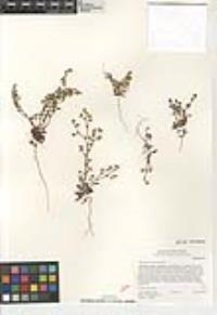 Chorizanthe procumbens image