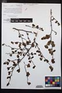 Cercocarpus minutiflorus image