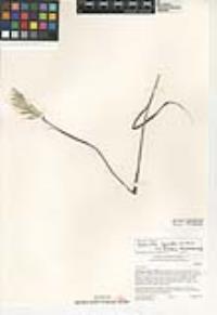 Bothriochloa laguroides subsp. torreyana image