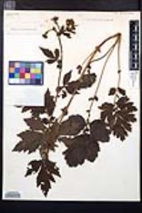 Geum macrophyllum image