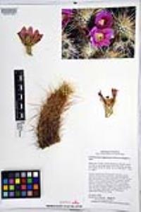 Echinocereus engelmannii image