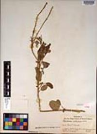 Barbarea orthoceras image